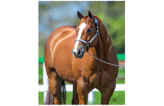 ST ZORRA STAR
